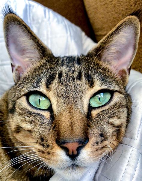 F Savannah Cat Green Eyes Ear Tufts Savannah Cat Cats Cat Greens