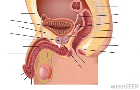 Male Reproductive System Diagram Part 2 Diagram Quizlet