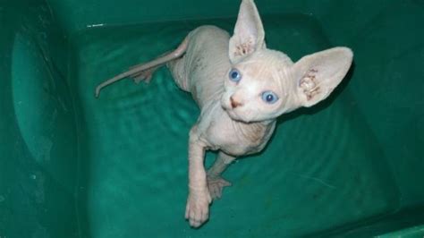 Russian Sphynx Kittens Available For Sale In Elmira New York