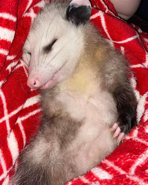 Daily Possums On Twitter