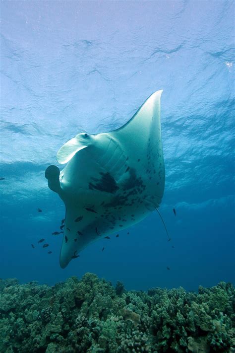 Feds Protect Rays From Asian Market Demand