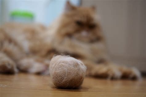 How To Know If Your Cat Has A Hairball Blockage Cat Lovster