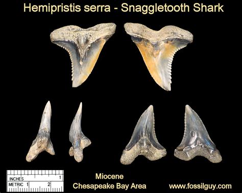 Fossil Hemipristis Shark Teeth By Toothlessfossils 5 Pack~cc51