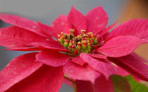 Flor De Nochebuena La Representante De México En Navidad México Desconocido