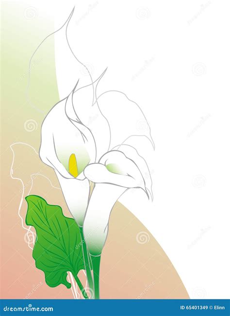 Calla Lilies Stock Vector Illustration Of Botany Concept 65401349