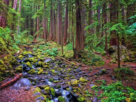 Mossy Creek In Rainforest Sol Duc Olympic National Park 1 2 Travel Dads