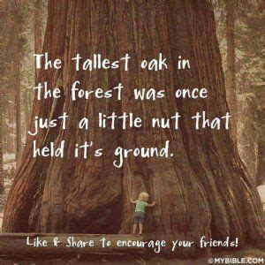 The oak has long been an enduring and mighty tree. Inspirational Quotes Oak Tree. QuotesGram | Tree quotes, Inspirational quotes