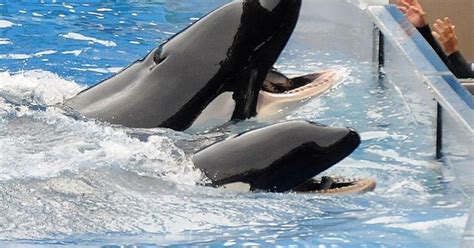 Seaworld Ending Orca Shows And Breeding Program