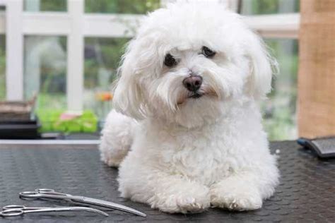 Toy Dog Breeds That Dont Bark A Lot Wow Blog