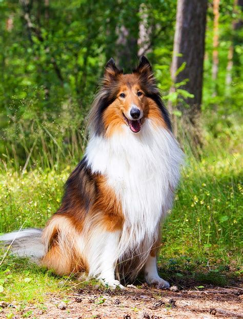 Large Dog Breeds Pictures And Names Large Dog Breeds Pictures And