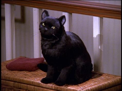 Salem Saberhagen The Sabrina The Teenage Witch Wiki Your Reliable