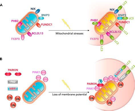 Mitophagy In Cardiomyocytes And In Platelets A Major Mechanism Of