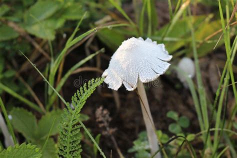 White Mushroom In Drops Of Dew Stock Photo Image Of Rain Flowers