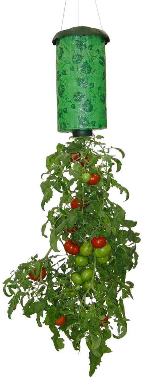 How To Grow Tomatoes In An Upside Down Garden Gardening Channel