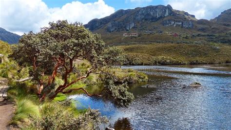 Mountain Lake And Paper Tree Ecuador Andes Stock Photo Image Of