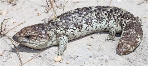 Shingleback Lizard The Australian Museum