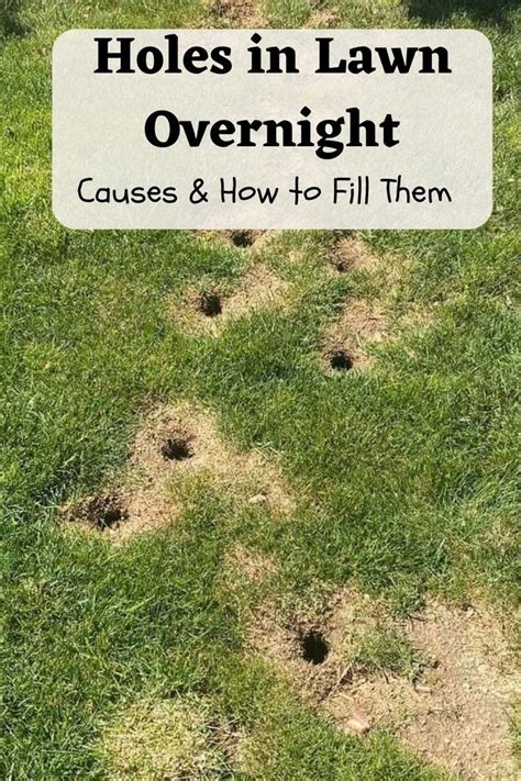 Holes In Lawn Overnight Causes And How To Fill Them In 2024 Lawn