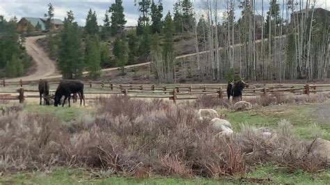 Colorado Moose Video Bull Moose Grab Dinner In Unburned Areas In