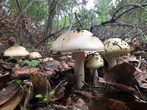 Scratching The Genetic Surface Of Poisonous Mushrooms