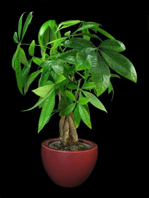 Maybe you would like to learn more about one of these? The Difficult_to_prune Money Tree | These Pachira aquatica ...