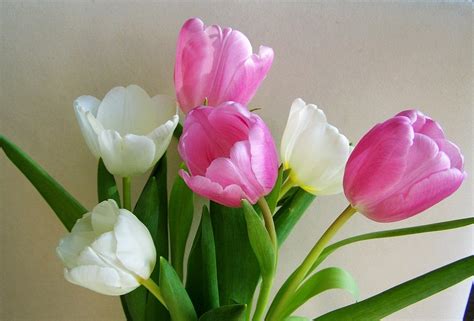 15 Gambar Bunga Tulip Yang Indah Dan Cantik Roman Kamelove
