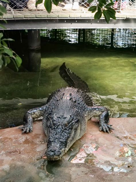 02.04.2019 - Großes Krokodil zeigt sich öfter - Wilhelma