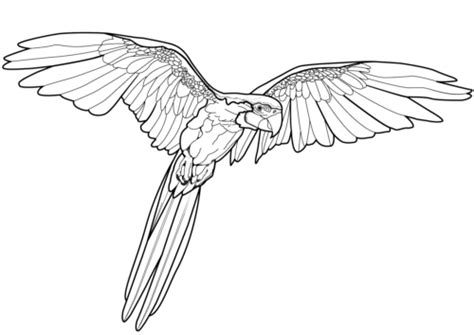 35 Free Parrot Coloring Pages Printable