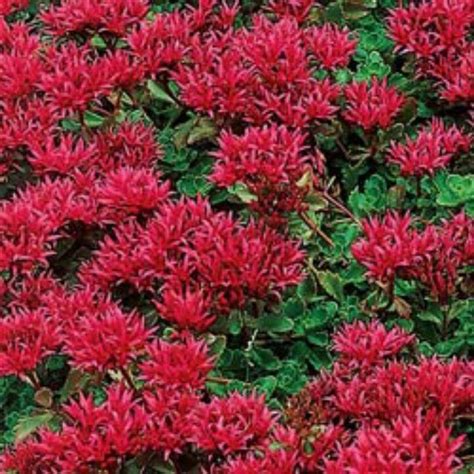 Dengan membuat tampilan taman hidangan atau kontainer, anda tidak perlu khawatir tentang tanaman anda bertahan dari cuaca dingin yang mengejutkan. Dragon's Blood Sedum Excellent for Hot, Dry Sites! A low ...