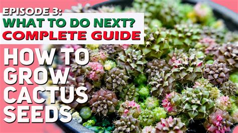 Prickly pear roots are plentiful right beneath the soil surface, allowing the cactuses to quickly. How to grow cactus seeds: EPISODE 3 - WHAT TO DO AFTER ...