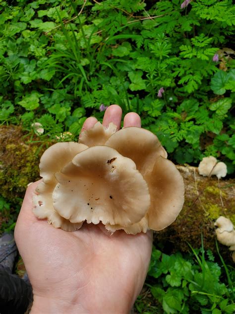 Oyster Mushrooms Pacific Northwest Mushroomid