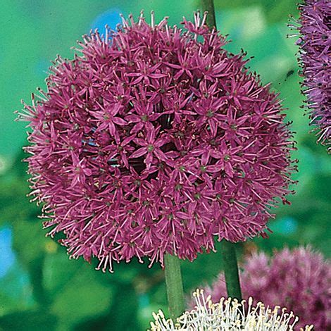 Allium Big Impact Purple Van Meuwen