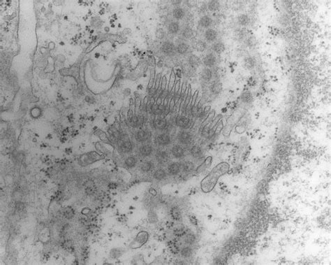 Tem Of A Cell Nucleus Membrane Showing Pores Photograph By Dr Kari