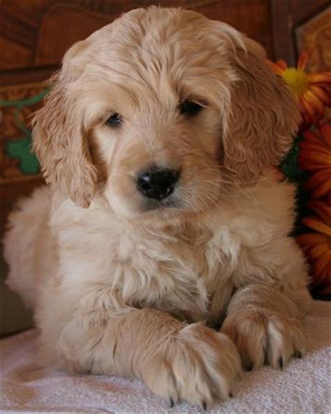 See more ideas about poodle, standard poodle, poodle dog. The Unexpected Baker: Snickerdoodles & Chocodoodles