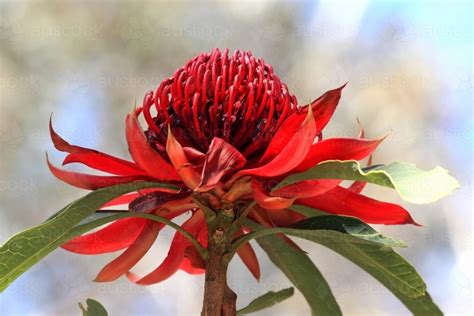 Image Of Australian Waratah In Flower Growing In Natural Habitat