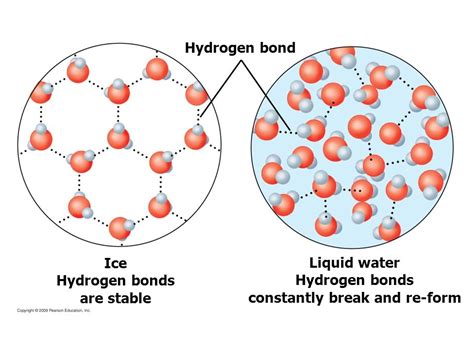 Water Molecules Covalent And Hydrogen Bonds