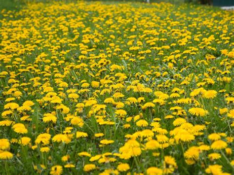 Yellow Spring May Flowers Dandelions In A Sunny Meadow Stock Image