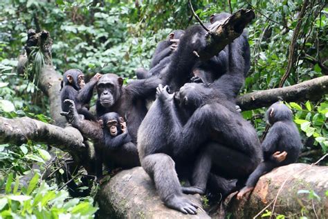 Chimpanzee Friends Come Together To Battle Out Group Rivals Ecology