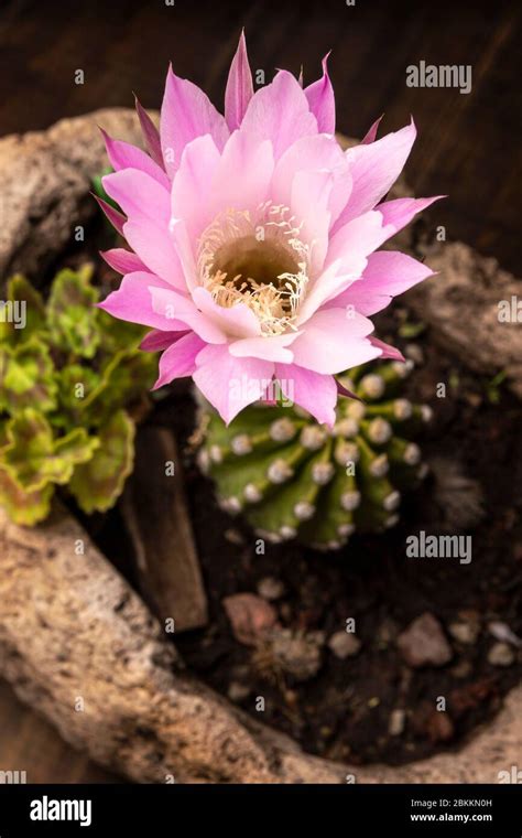 Echinopsis Subdenudata Flower Commonly Called Domino Cactus Or Easter