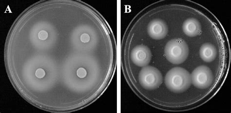 Culture Of Candida Albicans In Specific Media For The Induction Of