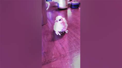 Little Baby Chick 🐤 Youtube