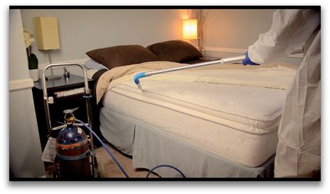Bed Bug Removal Information Eradication And Prevention Things You