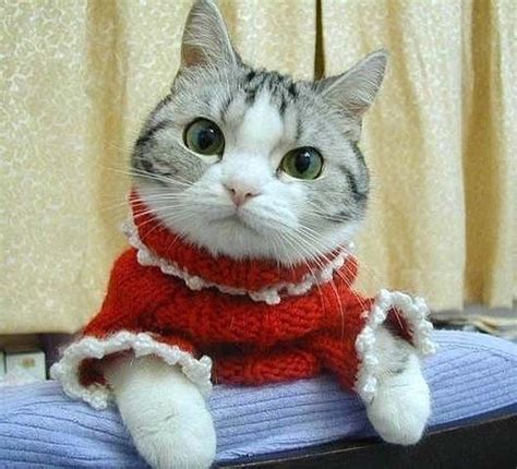 And Four Awesome Cats Got All Dressed Up In Four Awesome Sweaters