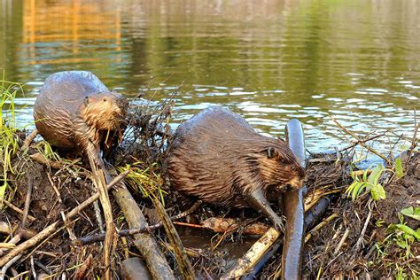 why do beavers build dams new scientist