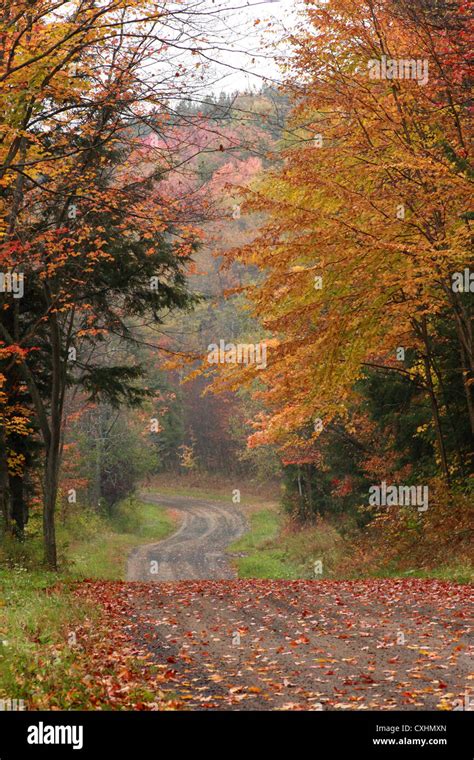 A Rural Road Winds Through An Autumn Forest Stock Photo Alamy