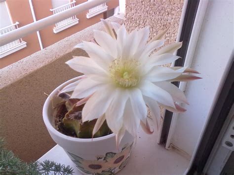 The more lumens your projector lamp has the brighter the resulting light will be. What You Need to Know About Growing Cactus VS Growing ...