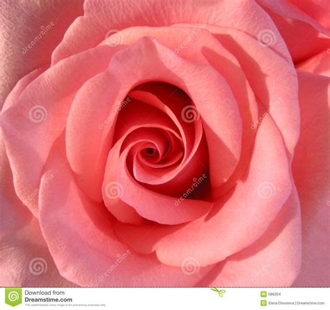 Pink Rose Macro Stock Photo Image Of Closeup T Petals 586204
