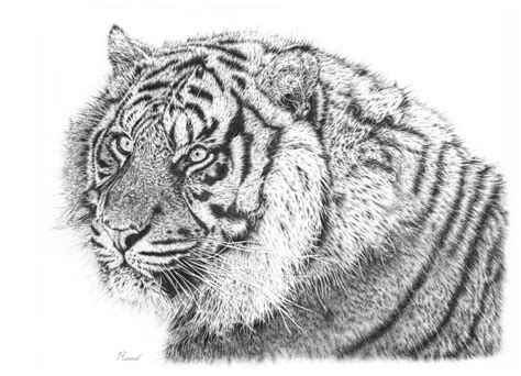 Bengal Tiger Pencil Drawing 18 X 24 Inch Art