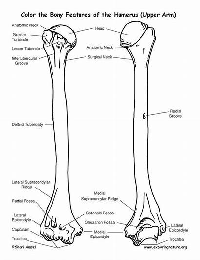 Humerus Coloring Features Bony Bone Anatomy Pages