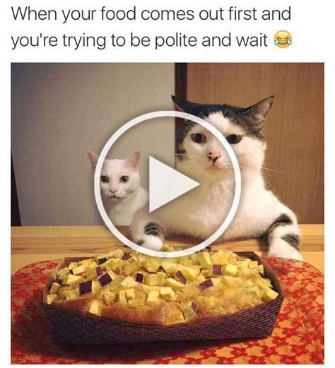 Search saturday memes on me.me. 23 Hilarious Cat Memes To Make You Giggle All Caturday in 2020