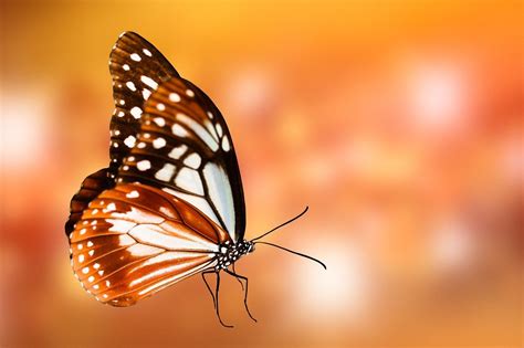 Free Image on Pixabay - Background, Butterfly, Wing, Probe in 2020 ...